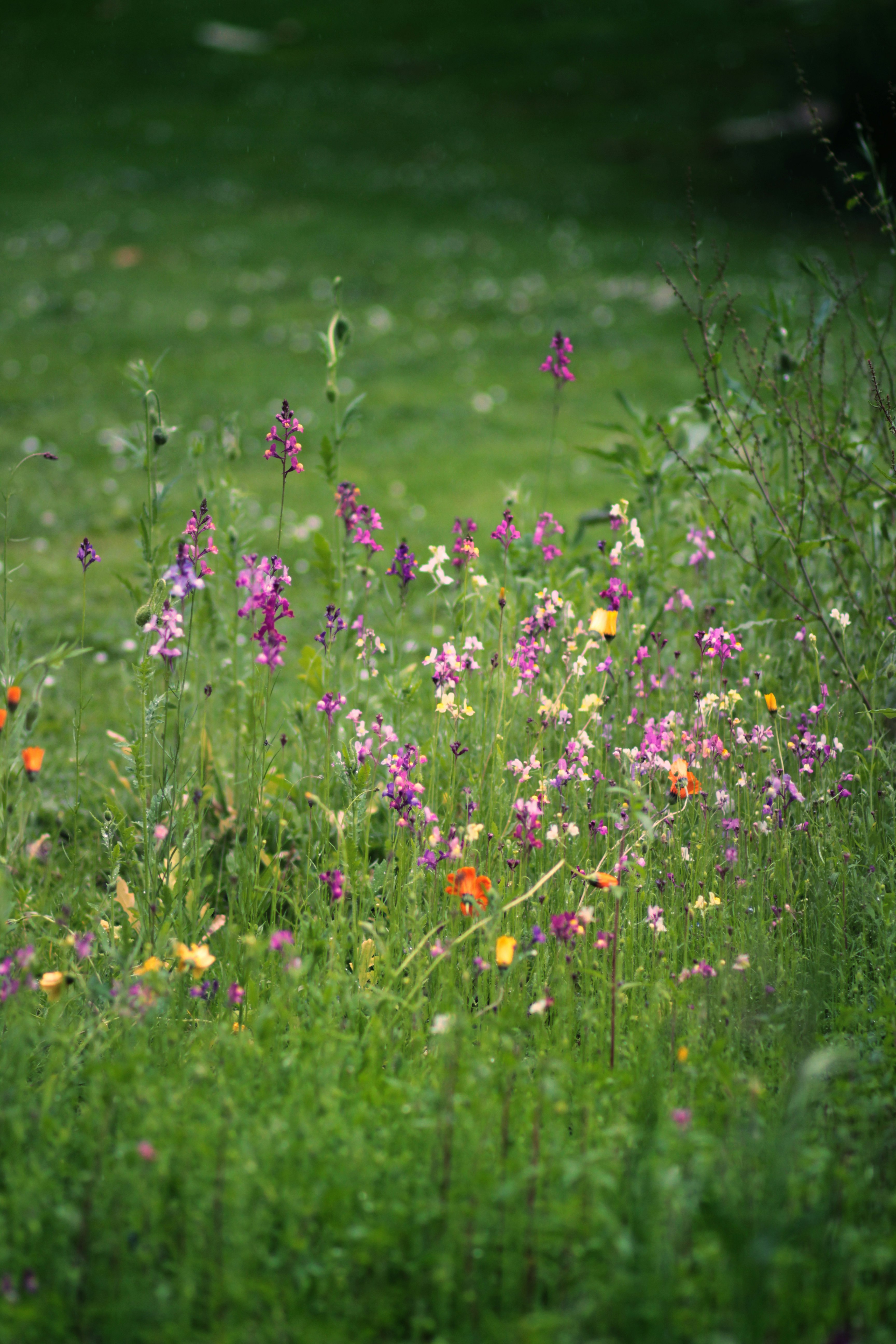 pink and yellow flower field during daytime